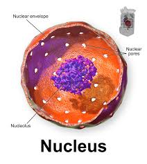 Nucleoli also have other important functions like assembly of signal recognition particles and playing a role in the. What Is The Nucleolus Science Trends