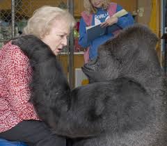 Габриэль иглесиас, рени виктор, альфонсо арау и др. Woodside Koko The Gorilla Dies At Her Mountain Retreat News Almanac Online