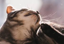 100m consumers helped this year. Cat Dandruff 5 Simple Solutions For Your Cat S Dry Skin