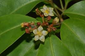 Image result for Psorospermum mechowii