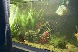 Green spot algae forms distinct circular dots that are very tough to scrape off while green dust algae is easily wiped/scrapped away though it may form a thick layer that is harder to clear. Green Spot Algae How To Identify And Treat This Pest