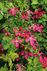 We did not find results for: June Hta Plant Of The Moment Colourful Clematis Collection Derwen Garden Centre Guilsfield