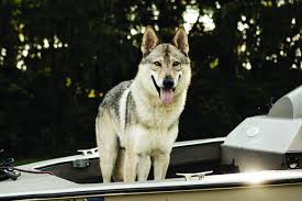 United kennel club (ukc) is an international dog registry celebrating bonds, rewarding ability, and preserving the value of a pedigree. Breed Profile Archives Fetch Magazine