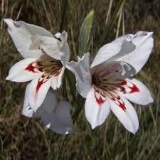 Image result for Gladiolus hollandii