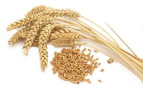 Namun, secara umum gandum diklasifikasikan menjadi hard wheat, soft wheat dan durum wheat. Jenis Tanaman Pangan Disertai Gambar Dan Penjelasan Terbaru