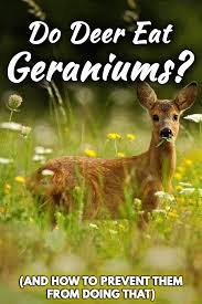 Check spelling or type a new query. Do Deer Eat Geraniums And How To Prevent Them From Doing That Garden Tabs