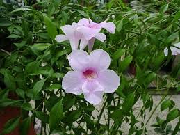 Adheres to flat surfaces (e.g., brick, stone or wood walls) via adhesive disks at the tendril ends. Plantfiles Pictures Pandorea Bower Climber Bower Of Beauty Bower Vine Southern Belle Pandorea Jasminoides By Htop