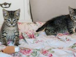 iste kedi beslemenin yararlari nelerdir siradisi bir arastirma kedi kopek ordu