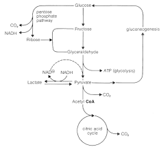 20 11 The Generation Of Energy From Carbohydrate Metabolism