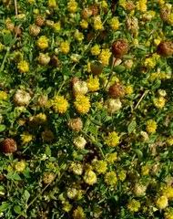 Image result for Trifolium wentzelianum