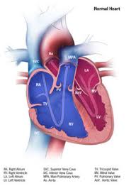 Congenital Heart Defects How The Heart Works Cdc