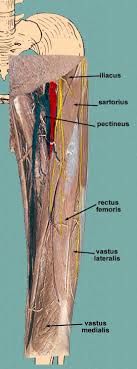 Related posts of muscle anatomy of upper thigh shoulder muscles anatomy. Anterior Thigh
