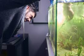 These small invertebrates love eating algae. How To Keep My Aquarium Algae Free
