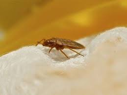 Trugreen® services the cedar rapids area through our cedar rapids branch location. Certified Pest Termite Control Cedar Rapids Ia