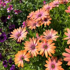 Image result for foto Osteospermum