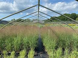 Image result for Aizoon virgatum