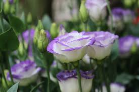 Learn everything you need to know. Lisianthus Flower Meaning Types And Growing Tips Petal Republic