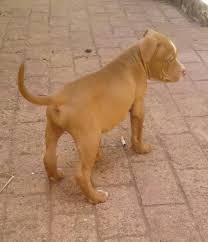 This bully will be 2 years old december 2020. Brown Pitbull Terrier Puppies Pet S Gallery