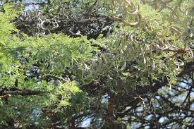 Image result for Acacia gerrardii