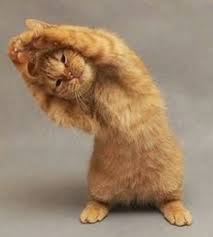 Hd wallpaper kucing hd android. Andinalia Andinalia Profil Pinterest