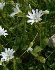 Image result for Cerastium afromontanum