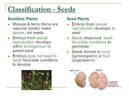Arational expression has been simplified below. Seed Plants Classification Seeds Seedless Plants Mosses Ferns Ferns Are Vascular Plants Make Spores Not Seeds Embryo From Sexual Reproduction Ppt Download