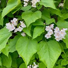 Image result for Catalpa