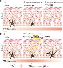 Image result for Melanocyte