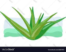 Aloe Vera Medicinal Eco Plant Royalty Free Vector Image