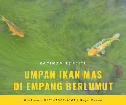 Resep Umpan Ikan Mas Di Empang Berlumut Terupdate Fish Pet Fish Pets