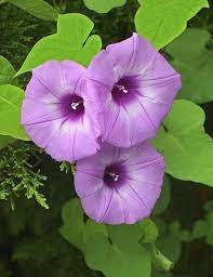 Pin By Sadery Garcia Sabater On Casa Petunia Morning Glory Flowers Garden Vines Beautiful Roses