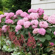 Image result for Hydrangea arborescens Pink Anabelle