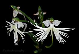 Image result for Habenaria uncicalcar