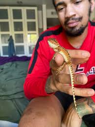 This is are family's bearded dragon her name is Phoenix.