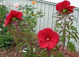 Maybe you would like to learn more about one of these? Plantfiles Pictures Hardy Hibiscus Rose Mallow Swamp Mallow Fireball Hibiscus By Flowercrazy39