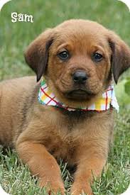 This page is updated regularly with our new goldendoodle litters. Glastonbury Ct Rottweiler Meet Sam A Pet For Adoption