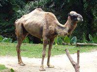 But.i have to say it.) is this what they call heavy petting? Woman Dies When Pet Camel Tries To Mate With Her Wikinews The Free News Source