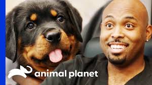 Rottweiler dogs and puppies available for adoption near arlington heights, hoffman estates, and joliet! Dr Ross Just Has To Take Home An Adorable Rottweiler Pup The Vet Life Youtube