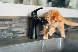 Cats don't usually drink very much to begin with, as they get much of their need for moisture in their diet. Reasons Why Cats Spill Water And How To Stop It