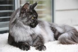 Maine coons are the largest domestic cat breed. Home Maine Coon Breeder Seattle