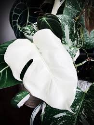 Monstera albo can't be grown from seeds and mature plants are very difficult (but not impossible) to find. Monstera Borsigiana Variegata Albo Complete Care Guide Lya Solis