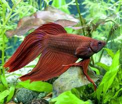 27 Of The Best Plants For Betta Fish In 2020 Betta Fish Types Betta Fish Toys Betta