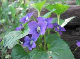 Image result for Vernonia violaceopapposa