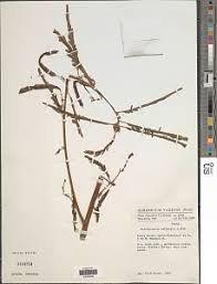 Image result for Aeschynomene afraspera