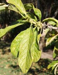 Image result for Pavetta johnstonii