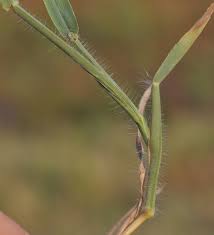 Image result for Digitaria angolensis