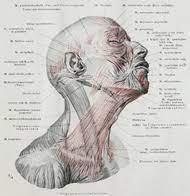 Maybe you would like to learn more about one of these? Face Wikipedia