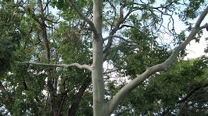 Image result for Eucalyptus torelliana