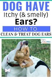 Dog And Puppies Art A Home Remedy To Stop Dog Ear Scratching This 2 Step Process You Do It Just O Dogs Ears Infection Dog Ear Infection Remedy Itchy Dog Ears