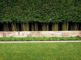 Hecke Im Garten Als Sichtschutz Eine Variante Zum Zaun Bambus Garten Bambushecke Bambus Pflanzen